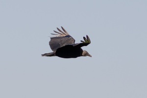 Black Vulture