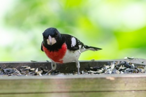 Rose breasted Grosbeak