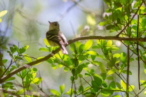 Acadian Flycatcher