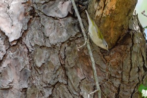 Tenesee Warbler