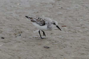 Sanderling