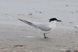 Sandwich Tern