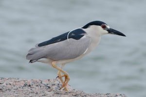 Black Crowned Night Heron