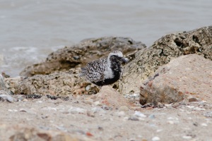 Black bellied Plover