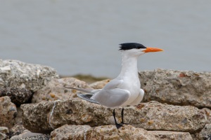 Royal Tern