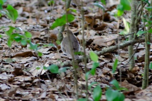 Swainson's Thrush