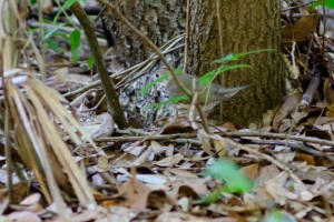 Ovenbird