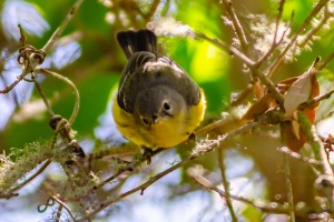 Magnolia Warbler