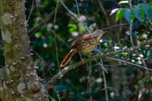 Brown Thrasher