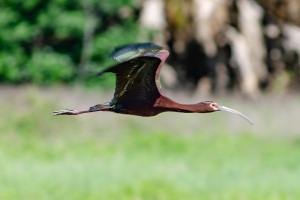 White faced Ibis