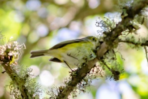 White eyed Vireo