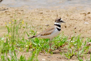 Killdeer