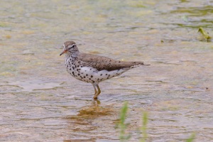 Spotted Sandpiper
