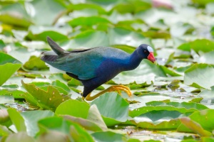 Purple Gallinule