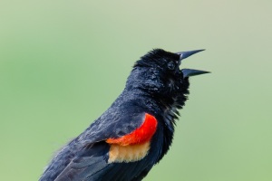 Red winged Blackbird