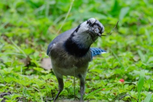 Blue Jay