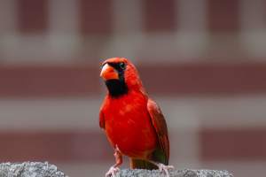 Northern Cardinal