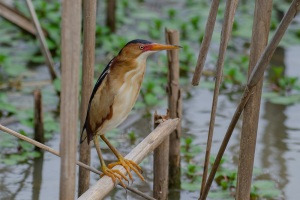 Least Bittern