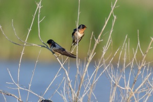 Barn Swallow