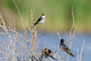Bank Swallow