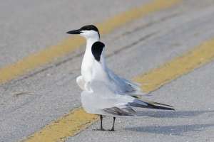 Gull billed Tern