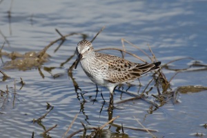 White rumped Sandpiper