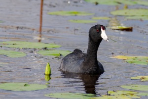 Common Coot