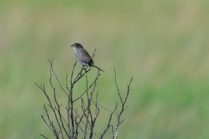 Seaside Sparrow