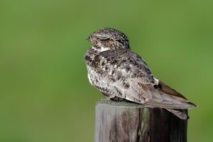 Common Nighthawk
