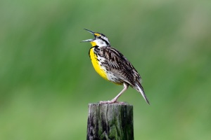 Eastern Meadowlark