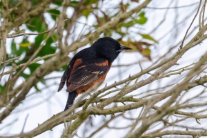 Orchard Oriole