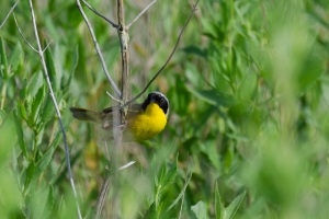 Common Yellowthroat