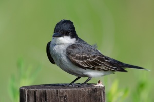 Eastern Kingbird