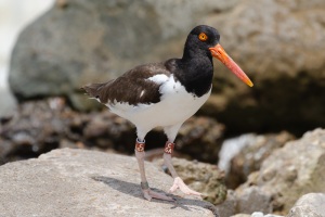 American Oystercatcher