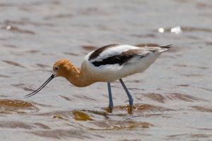 American Avocet