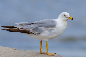 Ring billed Gull