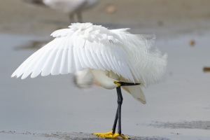 Snowy Egret