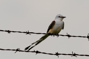 Scissor tailed Flycatcher