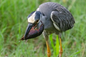 Yellow crowned Night Heron