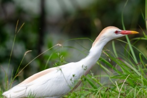Western Cattle Egret