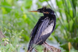 Anhinga