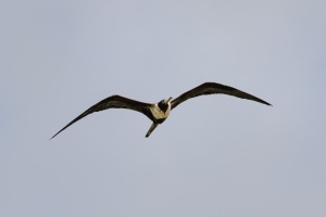 Magnificent Frigatebird