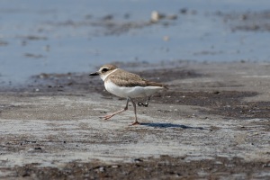 Wilson's Plover
