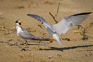 Least Tern