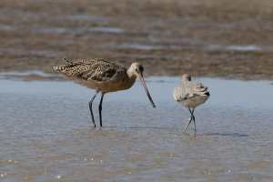 Marbled Godwit