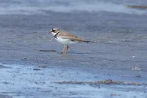 Piping Plover