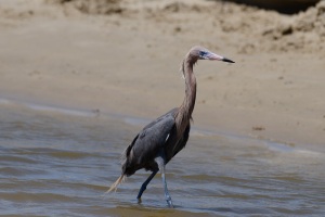 Reddish Egret