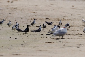 Black Tern