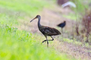Limpkin