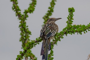 Road runner